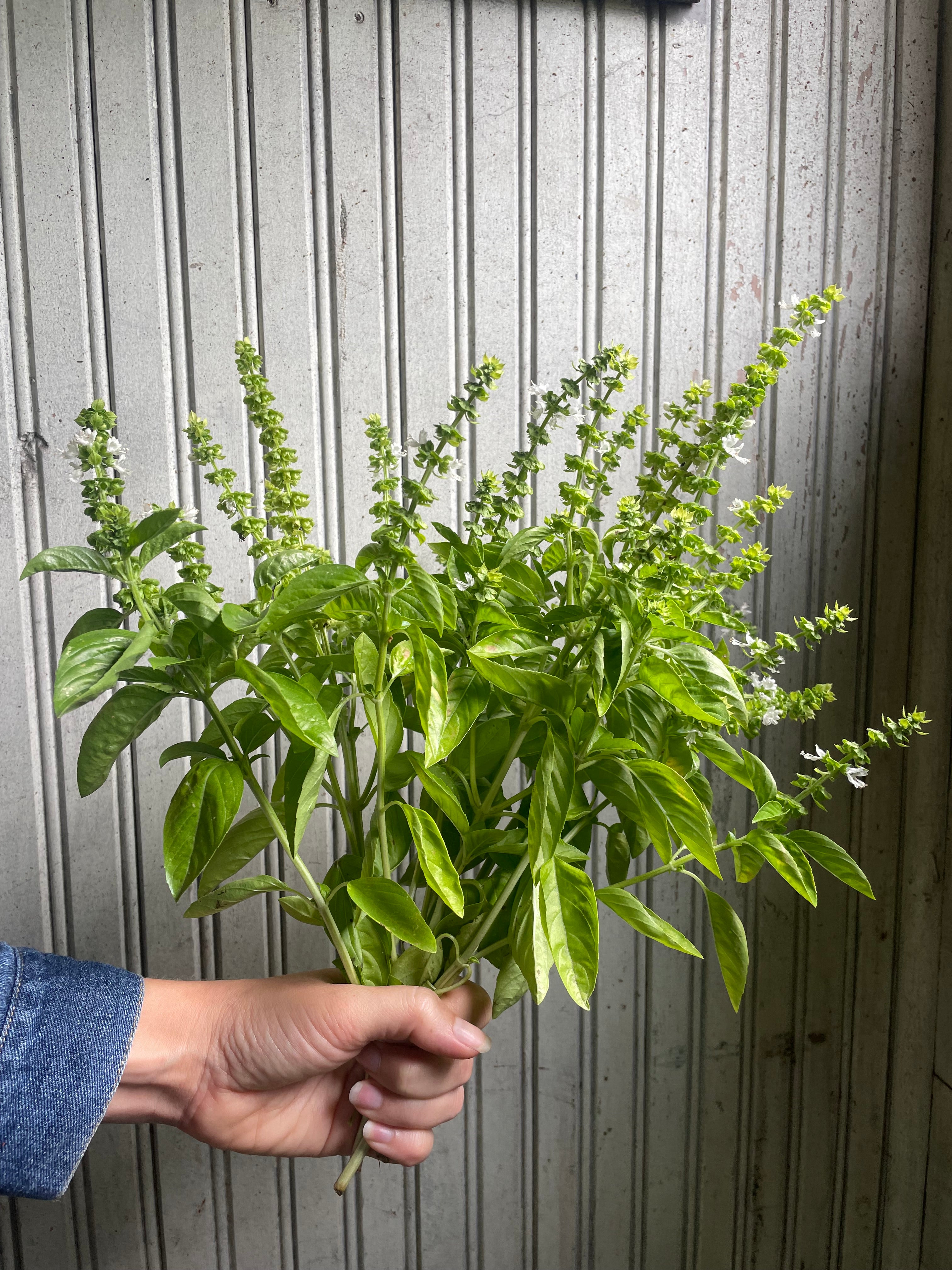 Basil Hydrosol