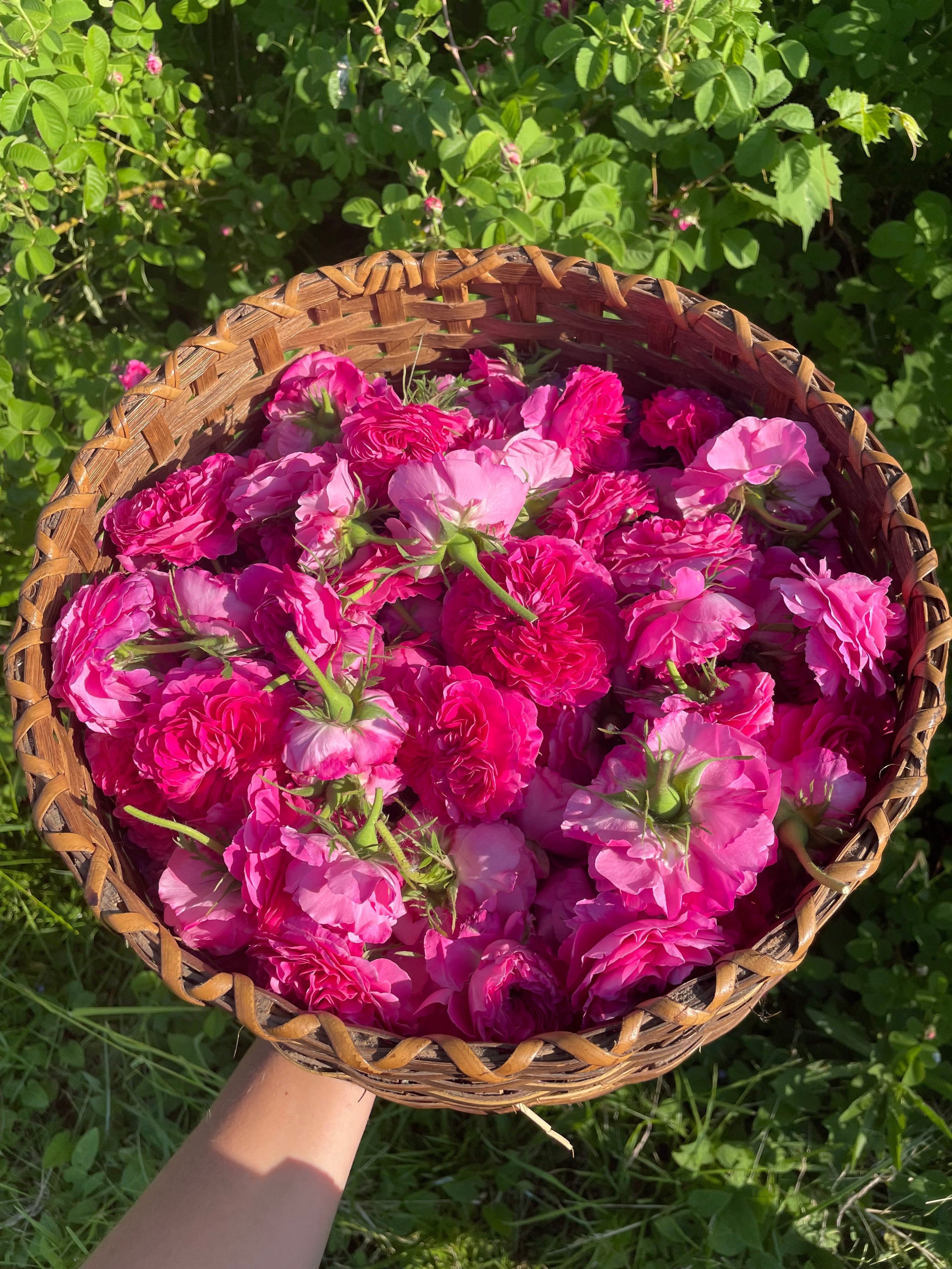 Rose Hydrosol